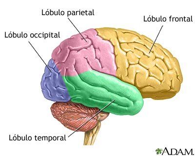 sistema nervioso central FISIOTERAPIA NEUROLOGICA