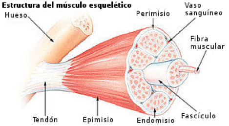 Distensión Muscular 1
