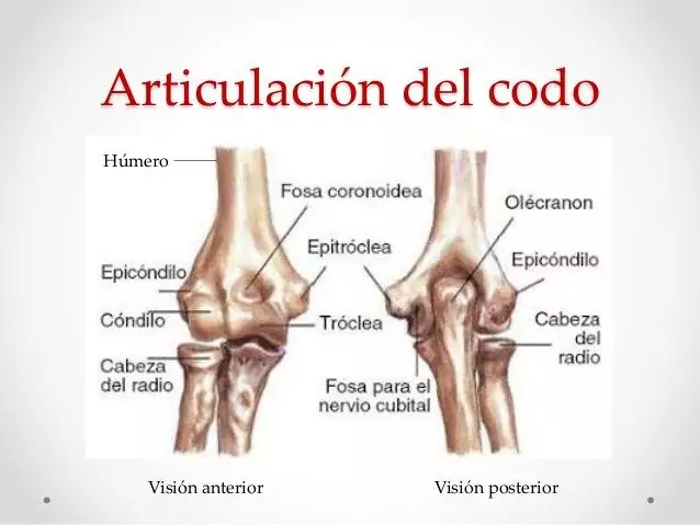 articulación del codo para explicar tendiditis del codo