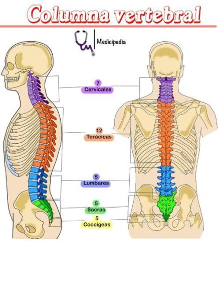 anatomia de la columna explicacion lordosis