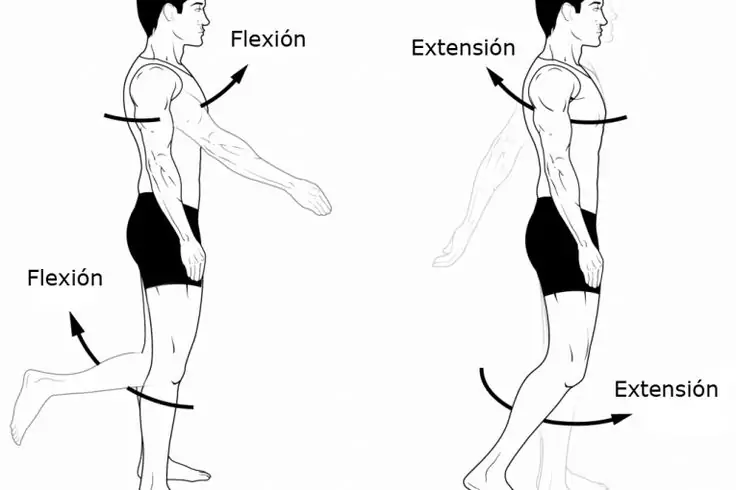 ejemplos movimientos en plano sagital 