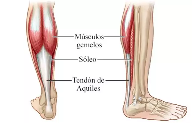 ANATOMIA DEL GEMELO Y SUS PARTES