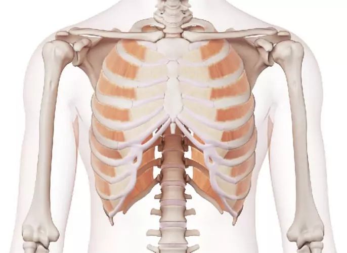 anatomia parilla costal 